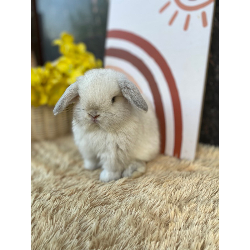 Kelinci Holland Lop Junior Frosty Betina Arly