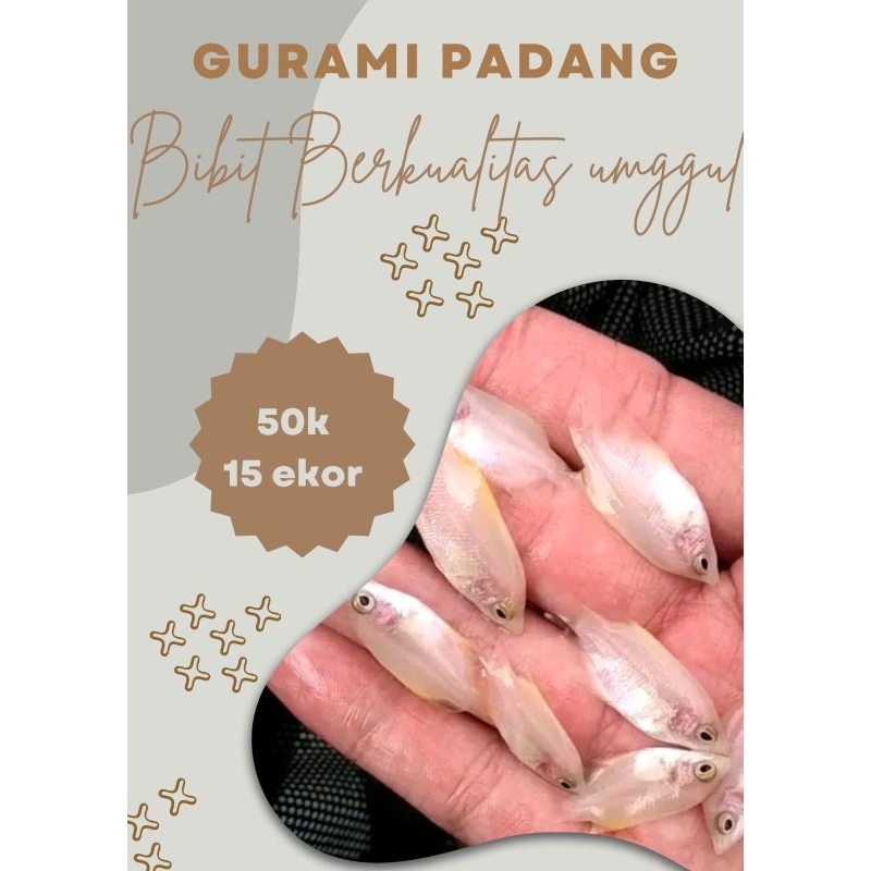 GURAMI ALBINO BERKUALITAS 15 EKOR+ GRATIS PELET
