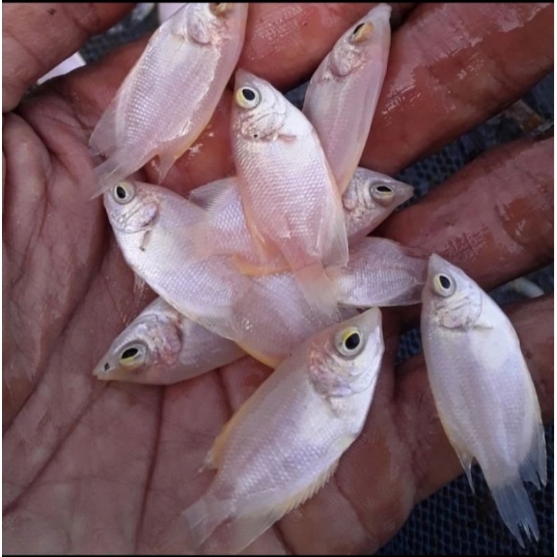 Bibit gurame padang ukuran jempol murah berkualitas