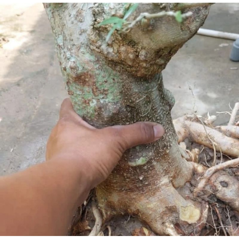 bonsai anting putri batang besar .