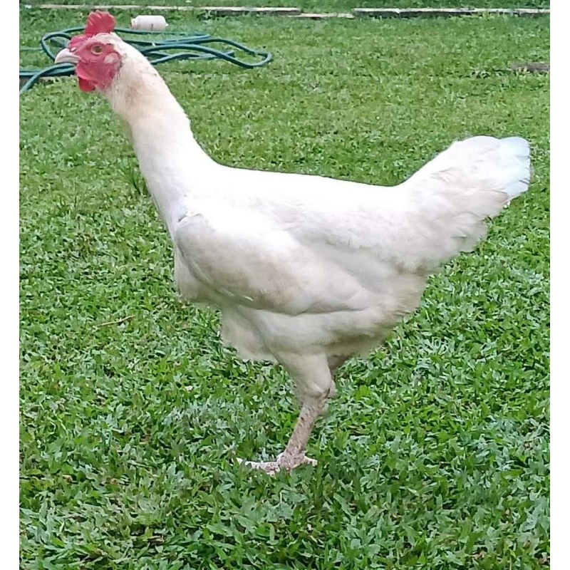 Betina Babon Ayam Pelung Jumbo Asli Original Siap Nelur