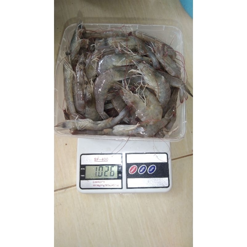 

udang vaname segar beku