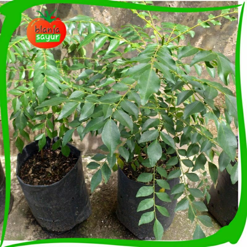 Bibit Tanaman Daun Kari