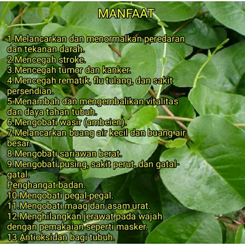

Daun Binahong Merah/Hijau Segar Dan Fresh kemasan 150gr