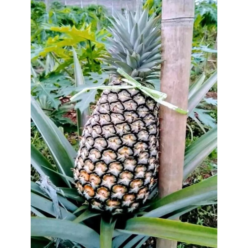 bibit nanas madu jumbo