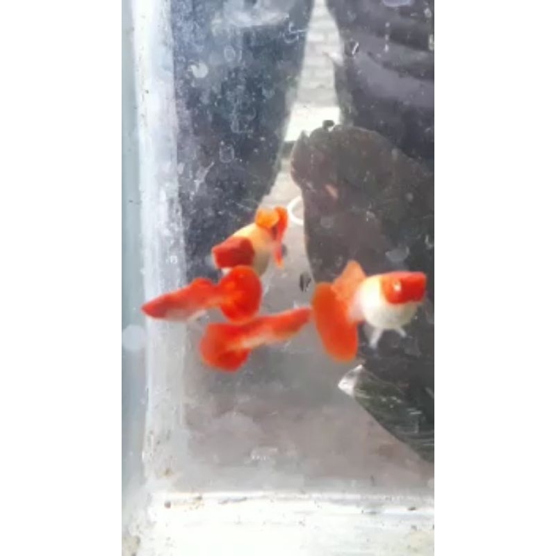 

albino koi gen red ear