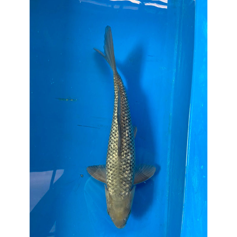 Ikan Koi Soragoi Ginrin 37cm