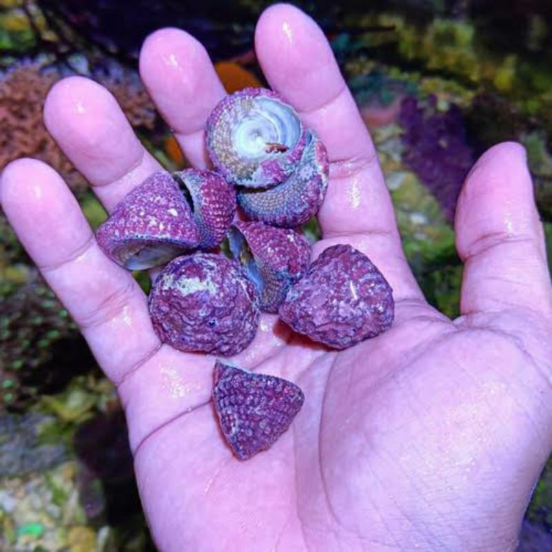 Keong Turbo air laut | Hiasan Aquarium