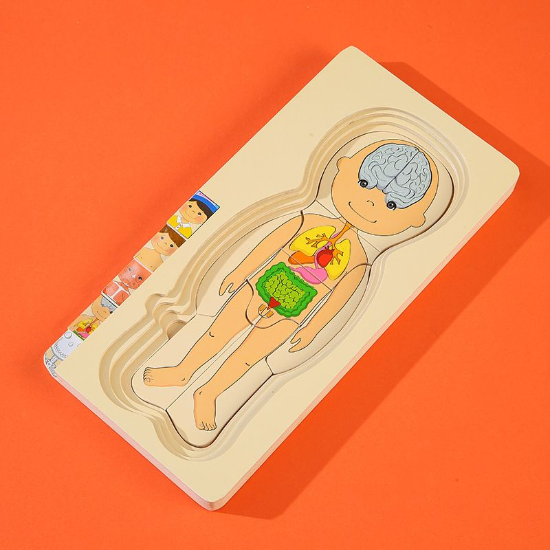 Human Body Mainan Puzzle Anak Human Body Puzzle Mainan Edukasi Anatomi Montessori Puzzle Games HKJ