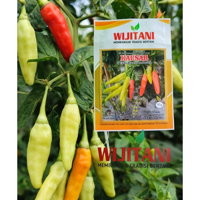 benih cabe rawit KAUSAR 10gr by wijitani
