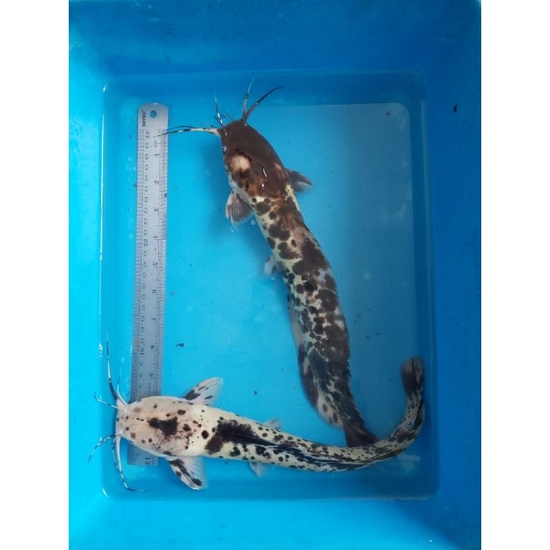 bibit ikan lele belang lele bule size 30 cm up jumbo