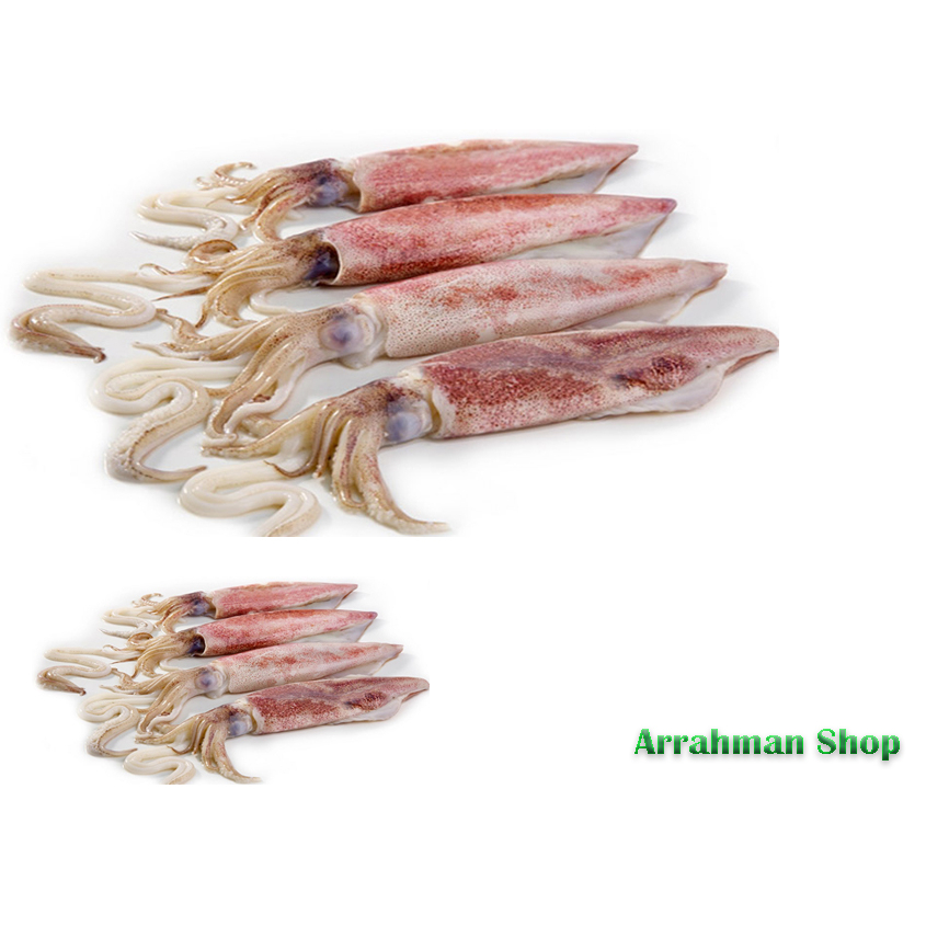 

Cumi segar - Ikan Laut Cumi Basah Fresh