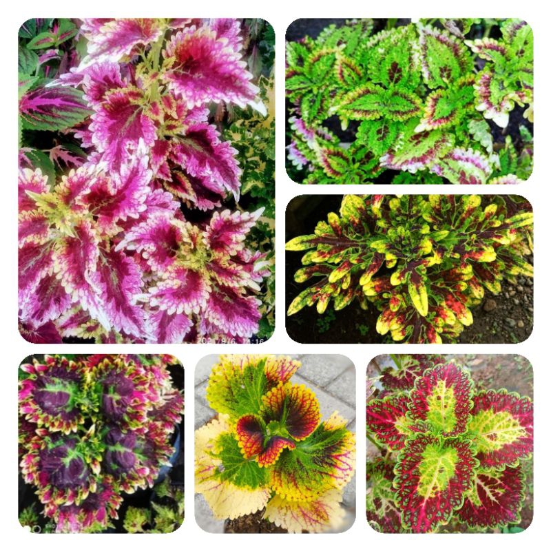 Bunga Miana PREMIUM LANGKA Super aneka macam warna