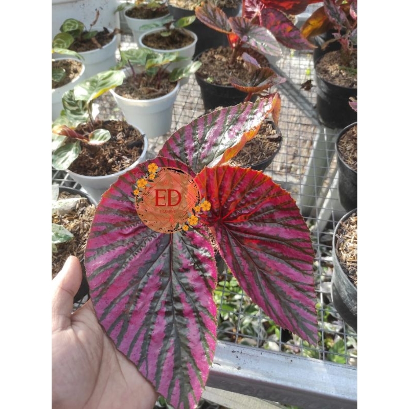 Begonia brevirimosaexotica / begonia rex walet