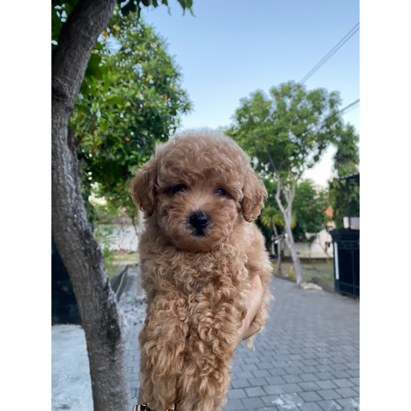 Apricot Toy Poodle Male Non Stambom Super Keriting