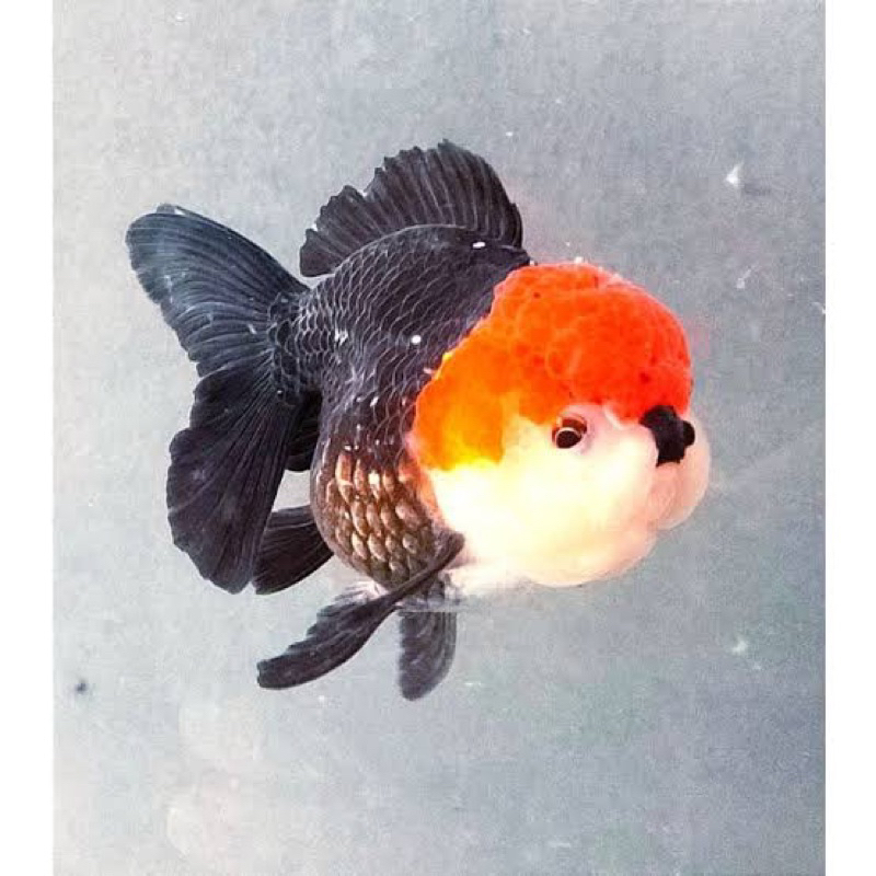 Ikan mas koki Oranda tanco