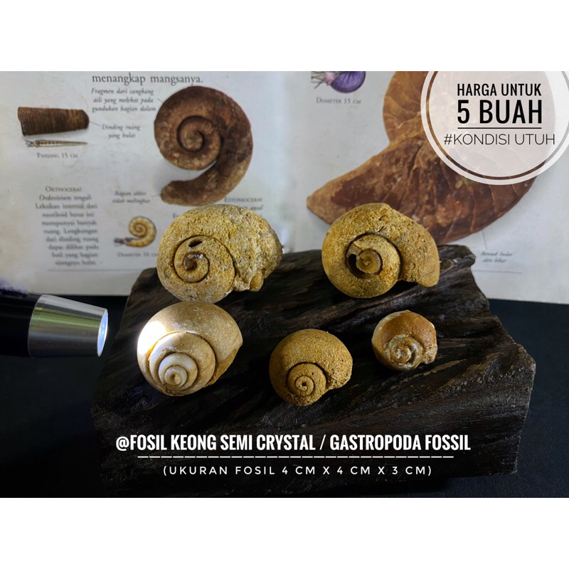 Fosil Keong Semi Crystal Natural B10 atau Fosil Kerang atau Gastropoda Fosil atau Snail Fossil atau 