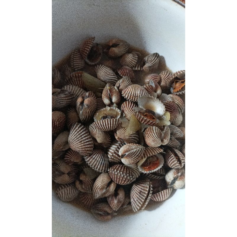 

kerang dara
