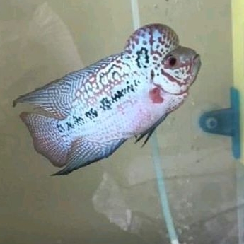 Burayak Louhan Kamfa F2 Jenong Besar 3/4 cm