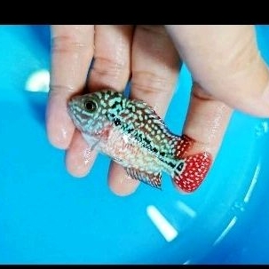 Louhan Besar Gde Jenong progresan Kamfa F2 Thailand