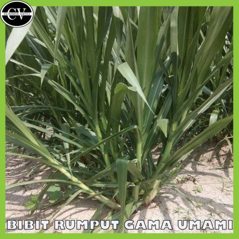Bibit Rumput Gama umami.Bibit rumput Gama Umami perbatang
