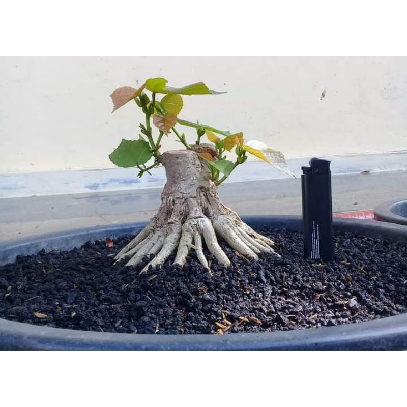 bahan bonsai waru taiwan size besar