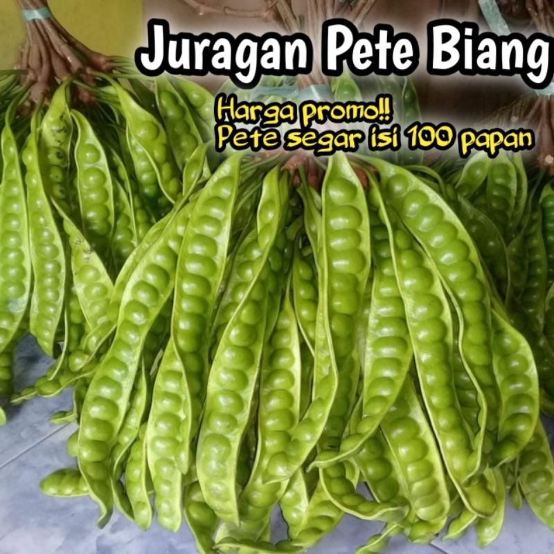 

PETE TUA SUPERAN ISI 100 LONJOR/PETE SEGAR PILIHAN/PETE TUA SUPER/PETE MURAH/PETAI/PETE/PETE KUPAS