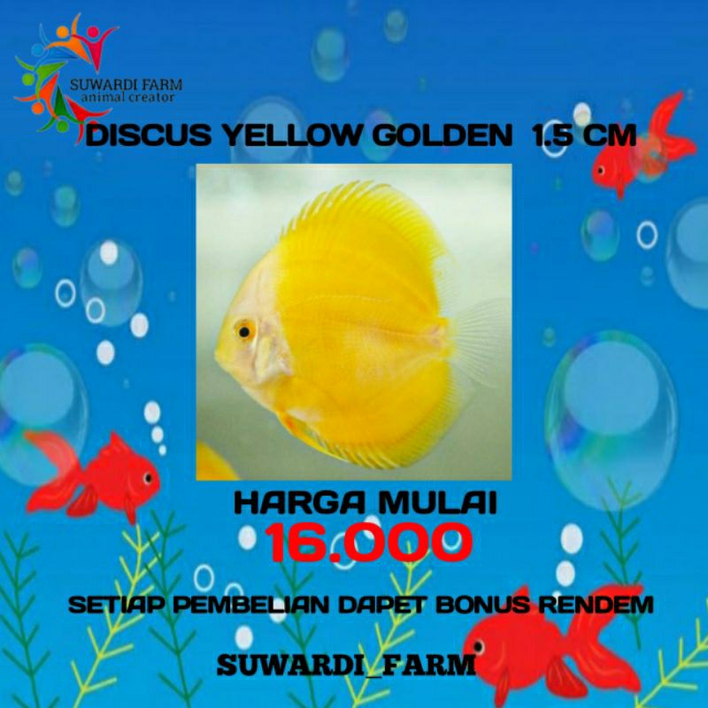 aksesoris Akwarium (Discus Yellow Golden 1,5 cm)