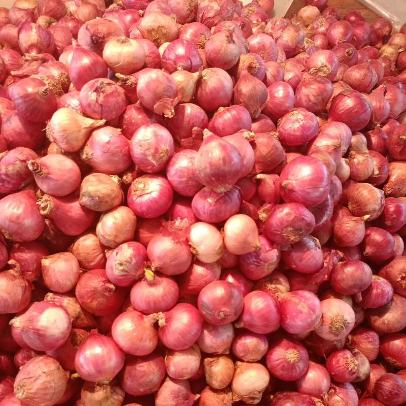 

bawang batu/india per 1kg