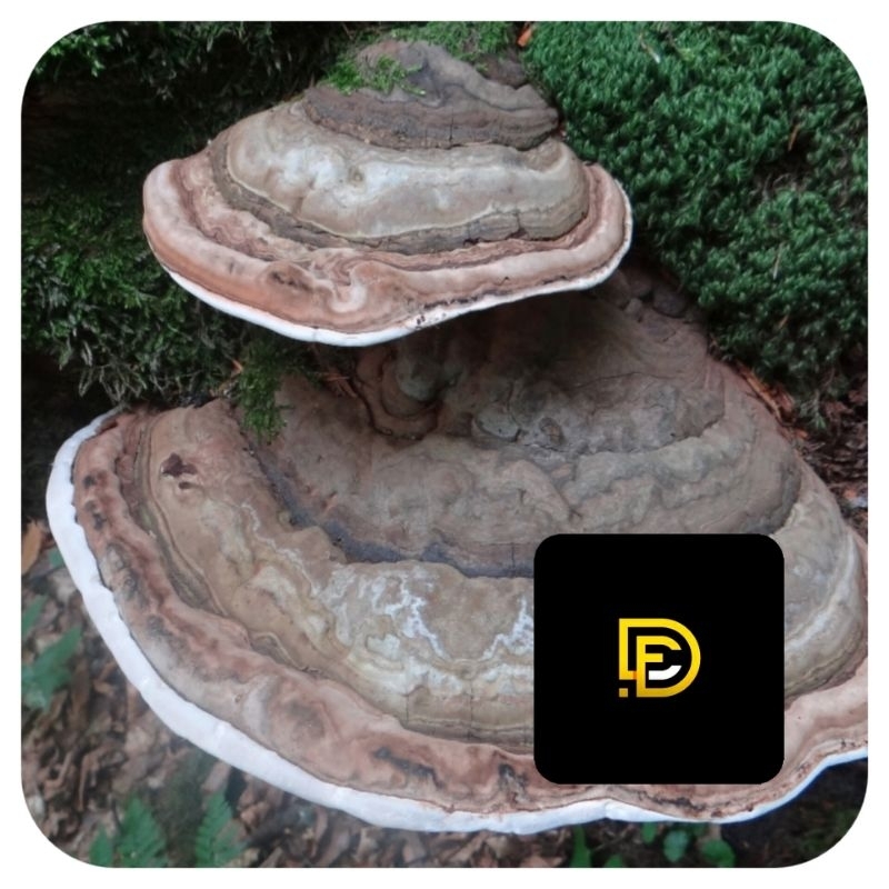 

Jamur kayu ganoderma jamur ganoderma 500 gram