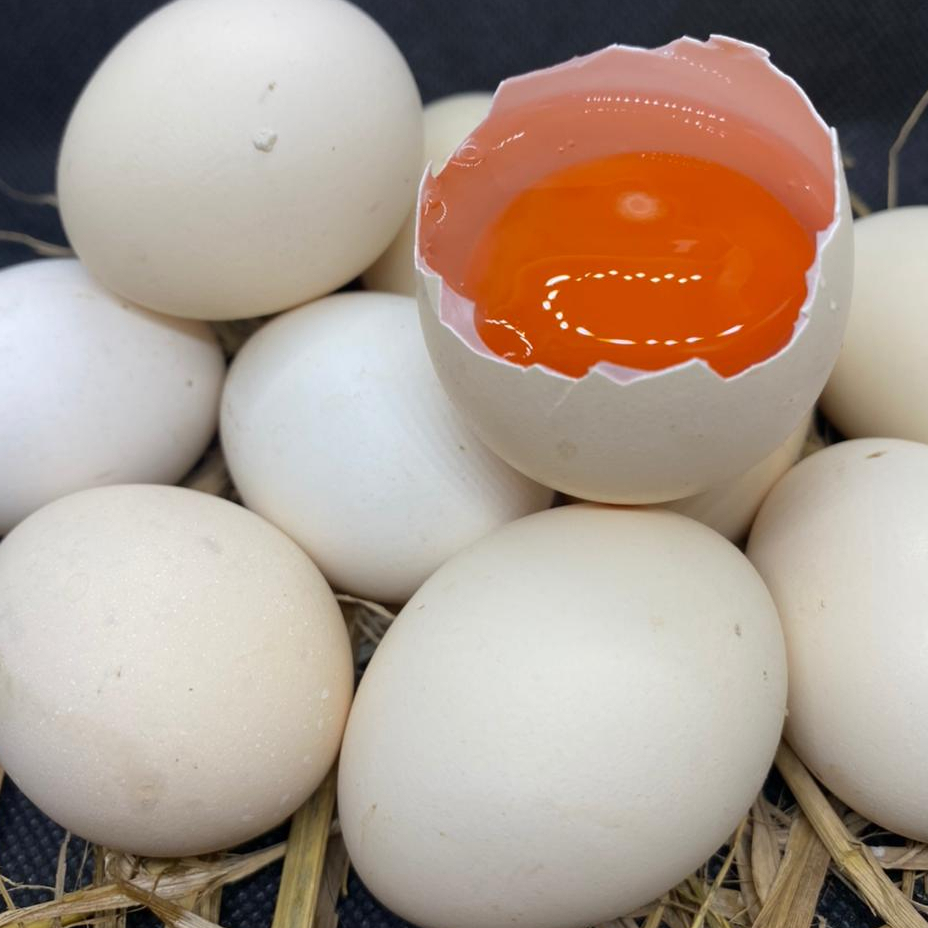 

TELUR AYAM KAMPUNG CURAH PER BUTIR