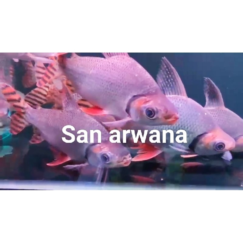 ikan hiasan aquarium RFF red feifeng tankmate arowana