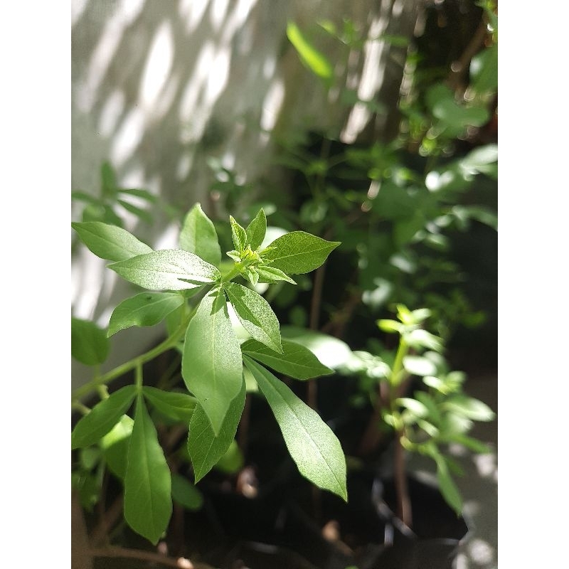 Bibit Tanaman Legundi/Vitex trivolia/Gandasari/Ecoprint/Bonsai/Herbal(Ujung Tumpul)