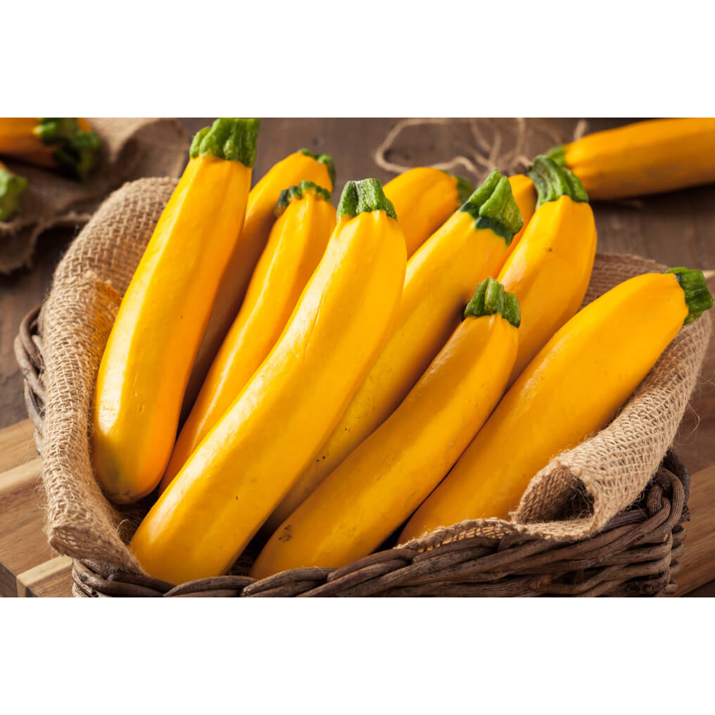 Benih Bibit Biji - Courgette Zucchini Golden / Yellow Zukini Kuning Emas Seeds - IMPORT