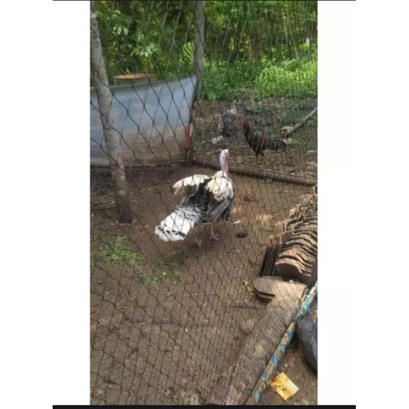 jaring pagar kandang ayam bebek ukuran REAL