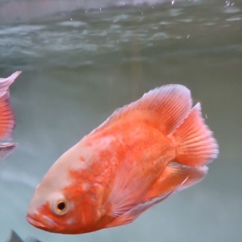 oscar red paris 3 4 jari