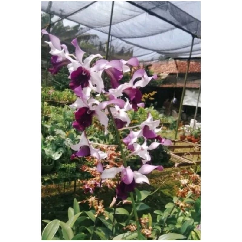 Anggrek dendrobium Inaraya Blue dewasa promo