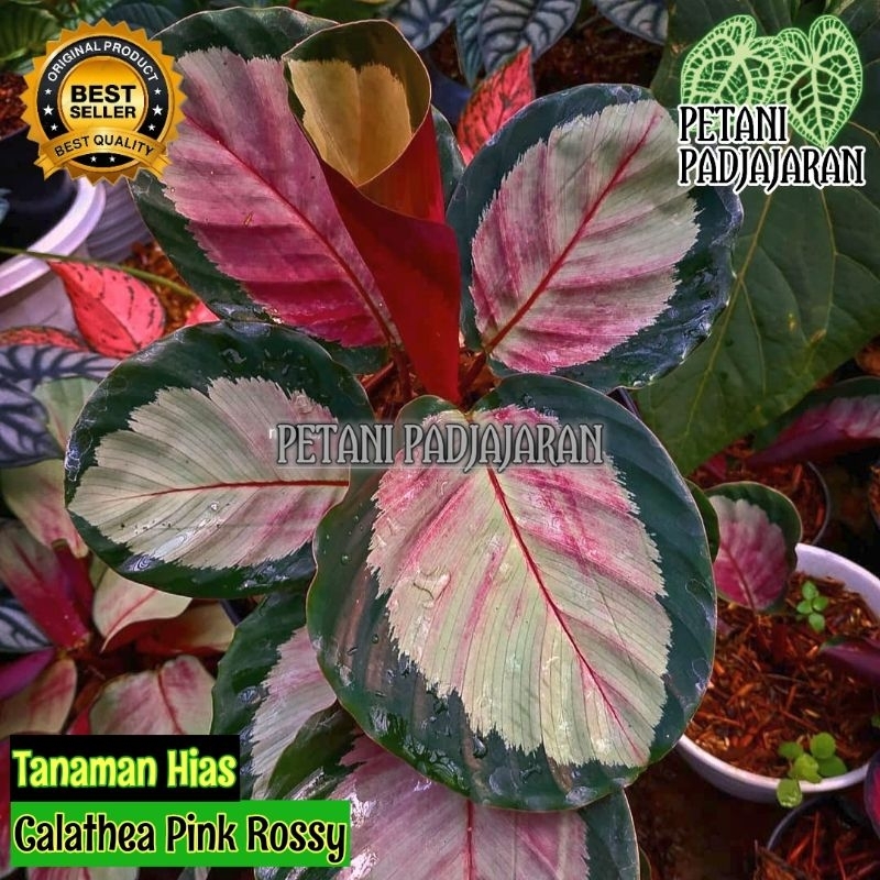 Tanaman Hias Calathea Rossy Pink - Calathea Pink Rossy