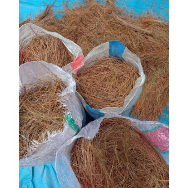 

Daun pinus kering / daun pinus kering herbal kesehatan tubuh