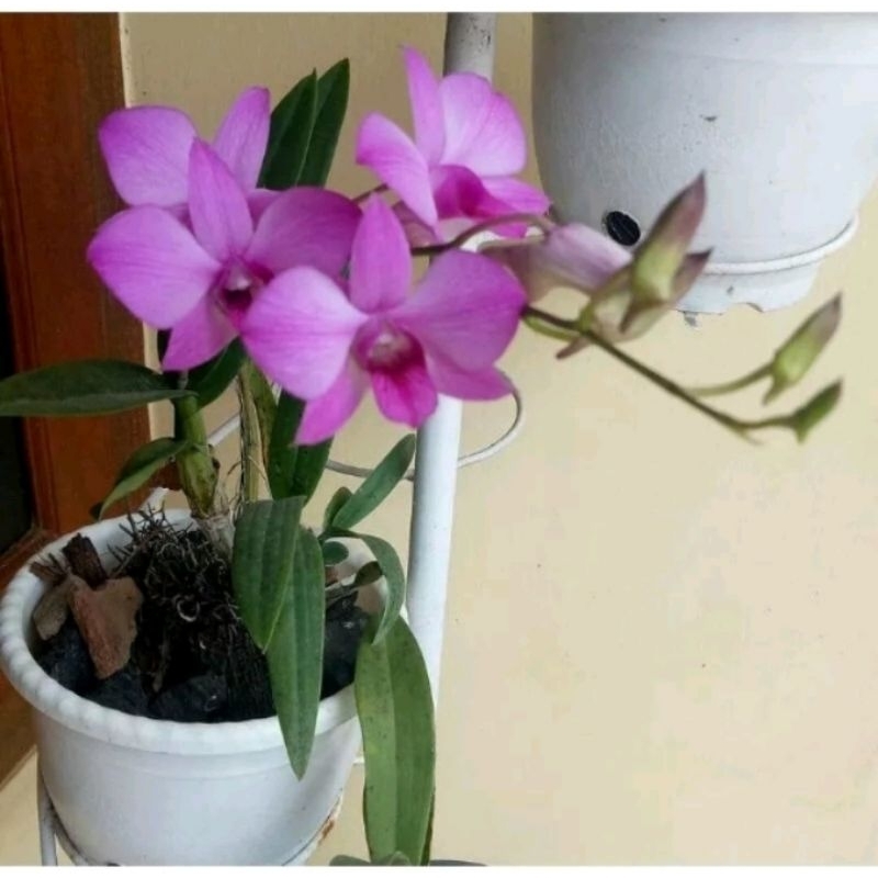 Tanaman hias anggrek doritis dewasa siap berbunga