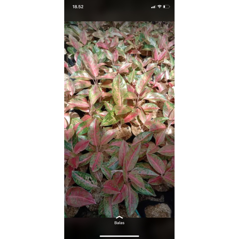 (BISA COD) promo Aglonema bigroy remaja rimbun -aglonema murah- aglonema cantik