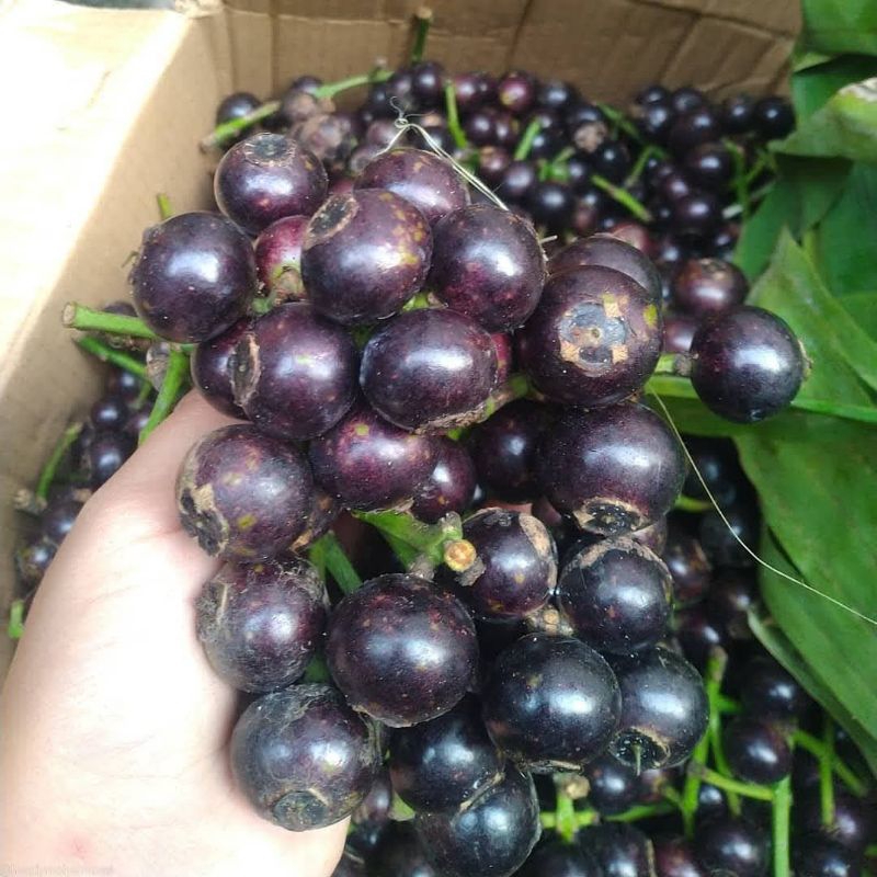 Buah Gowok Segar 1 Kg