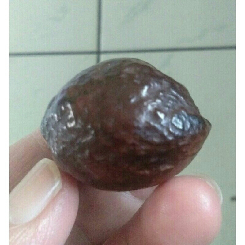 Kemiri Adu Muncang Adu Jabra Gotik JR Garung