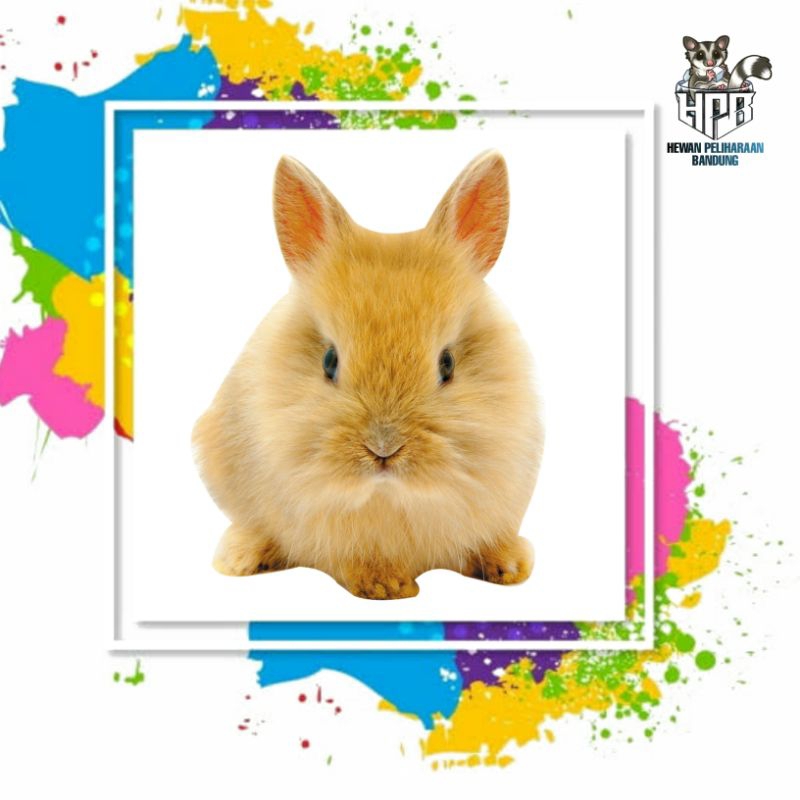 Kelinci Jenis Mini ND