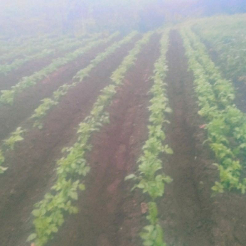 Jual beli Andaliman Bumbu khas batak,bibit pohon Andaliman dengan kualitas bagus dan bermutu,dan bib