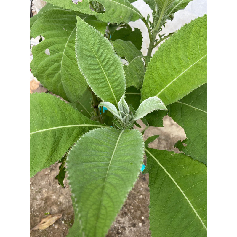 

Daun sembung segar petik langsung 250 gram-az