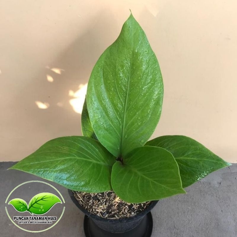 Anthurium jemani cobra catalog - Jemani cobra catalog