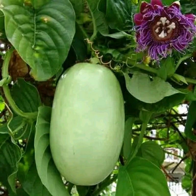 Bibit pohon Buah Erbis markisa jumbo Tanaman Buah Rambat
