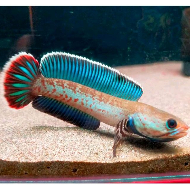 Dwarf Channa Andrao Progress 8-10 Cm Calon lnduk Rim Tebal Sirip Biru