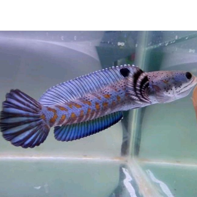 Blue Pulchra Premium Bahan Progress 8-12 Cm Yellow Spot & Dot Banyak
